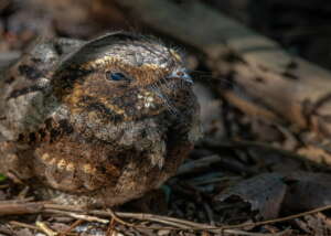 Can Birds Cry? Discover the Surprising Truth